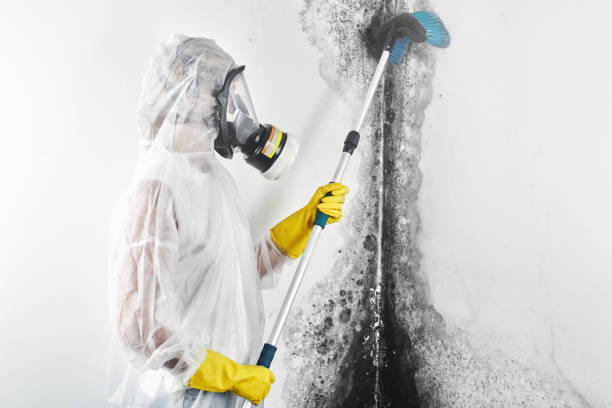 Best Mold Removal for HVAC Installations  in USA